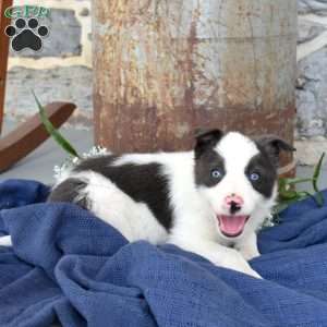 Smokey, Border Collie Puppy