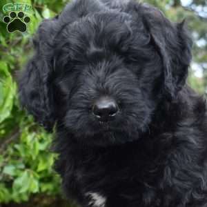 Smokey, Bernedoodle Puppy