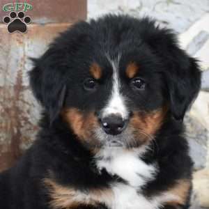 Smokey, Bernese Mountain Dog Puppy