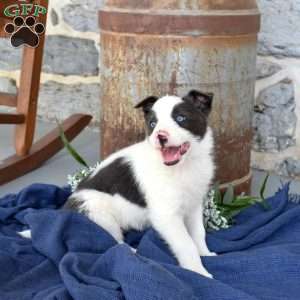 Smokey, Border Collie Puppy