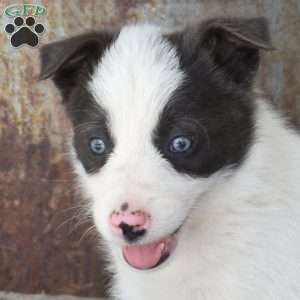 Smokey, Border Collie Puppy