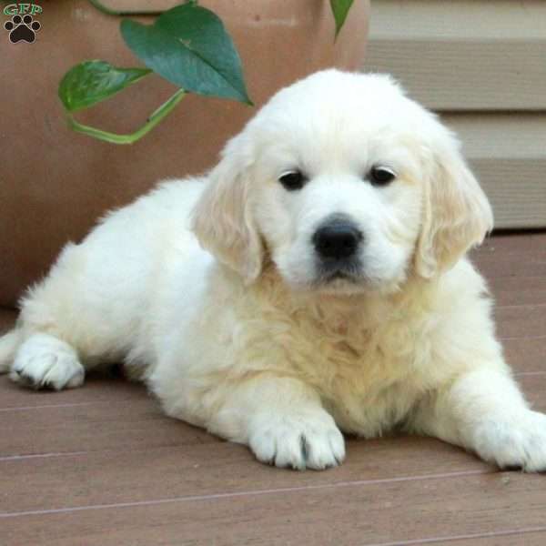 Snickers, English Cream Golden Retriever Puppy