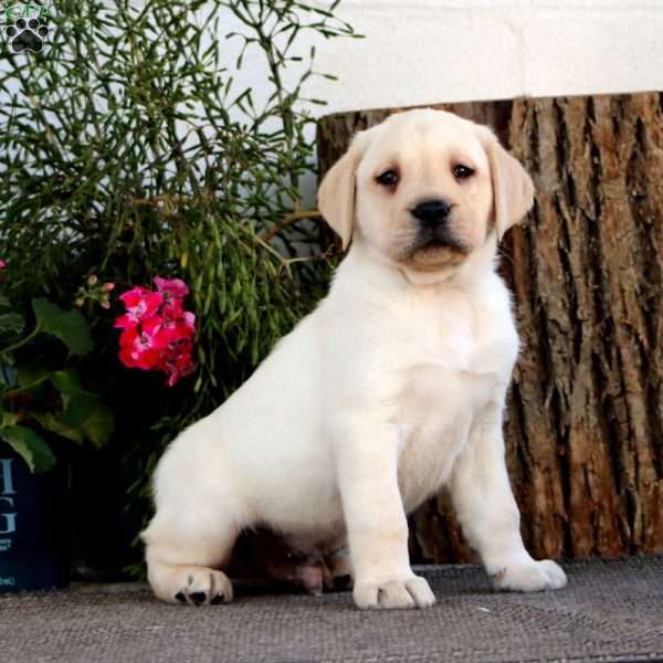 Sonny, Yellow Labrador Retriever Puppy