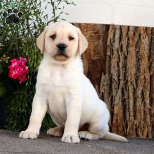 Sonny, Yellow Labrador Retriever Puppy