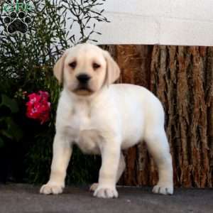 Sonny, Yellow Labrador Retriever Puppy