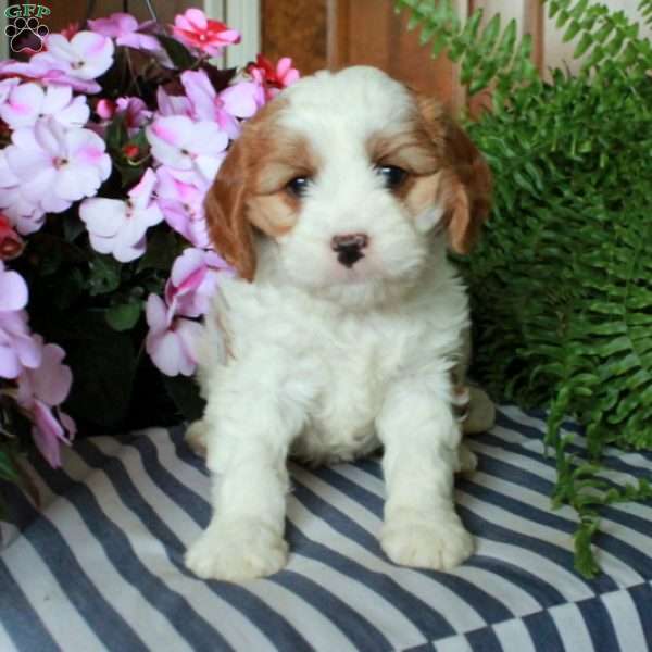 Sophia, Cavalier King Charles Mix Puppy