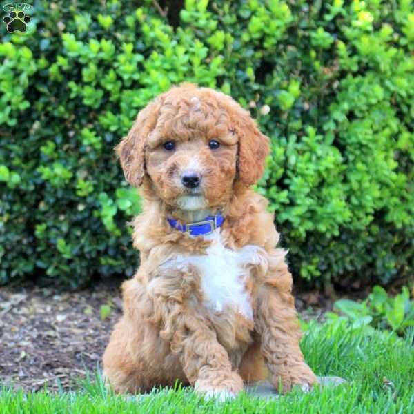 Sophia, Mini Goldendoodle Puppy