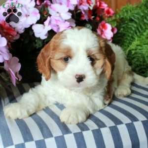 Sophia, Cavalier King Charles Mix Puppy