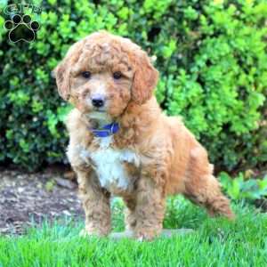 Sophia, Mini Goldendoodle Puppy