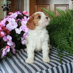 Sophia, Cavalier King Charles Mix Puppy
