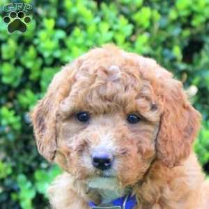 Sophia, Mini Goldendoodle Puppy