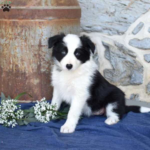 Sophie, Border Collie Puppy