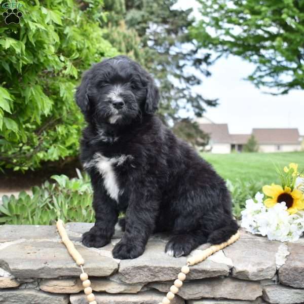 Sophie, Bernedoodle Puppy