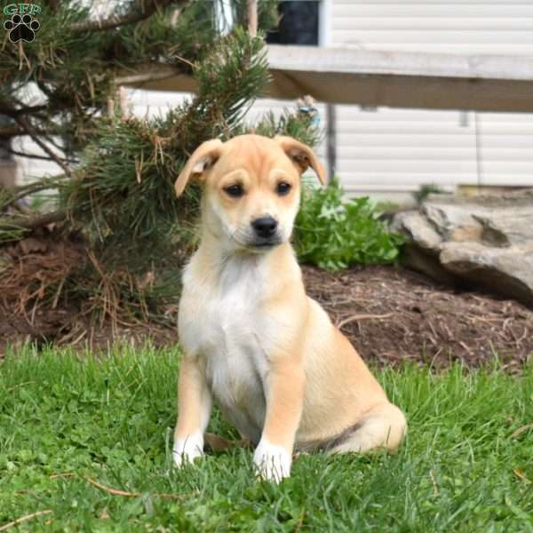 Sophie, Collie Mix Puppy