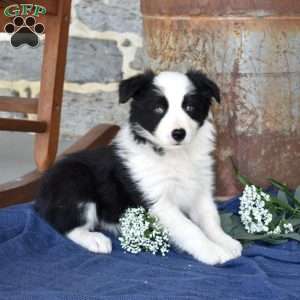 Sophie, Border Collie Puppy