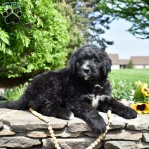 Sophie, Bernedoodle Puppy