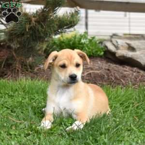 Sophie, Collie Mix Puppy