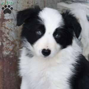 Sophie, Border Collie Puppy