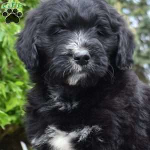 Sophie, Bernedoodle Puppy