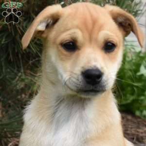 Sophie, Collie Mix Puppy