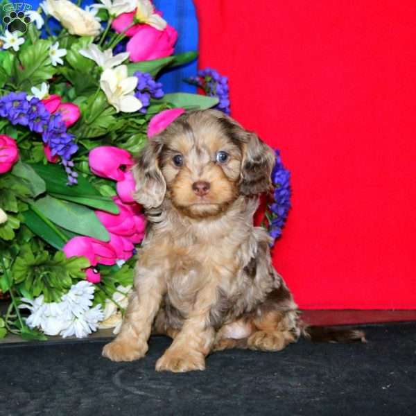 Splash, Cavapoo Puppy