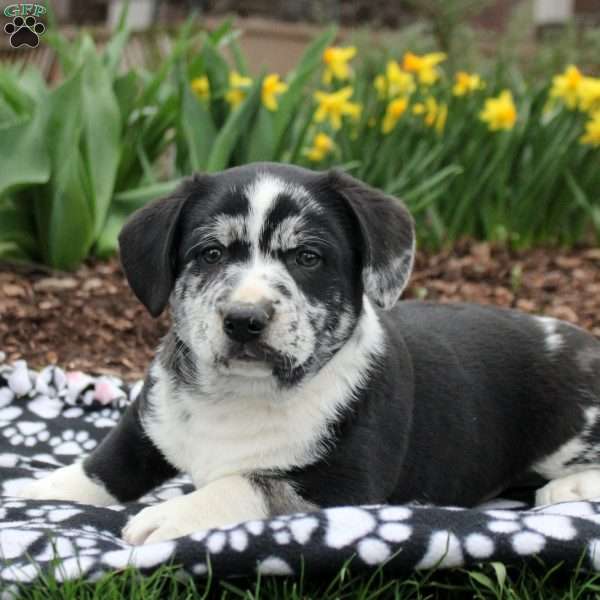 Sparky, Labrador Mix Puppy