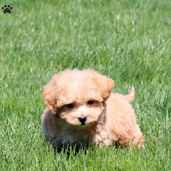 Spencer, Bich-Poo Puppy