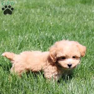 Spencer, Bich-Poo Puppy