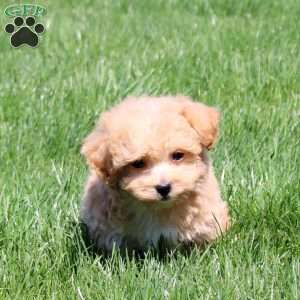 Spencer, Bich-Poo Puppy