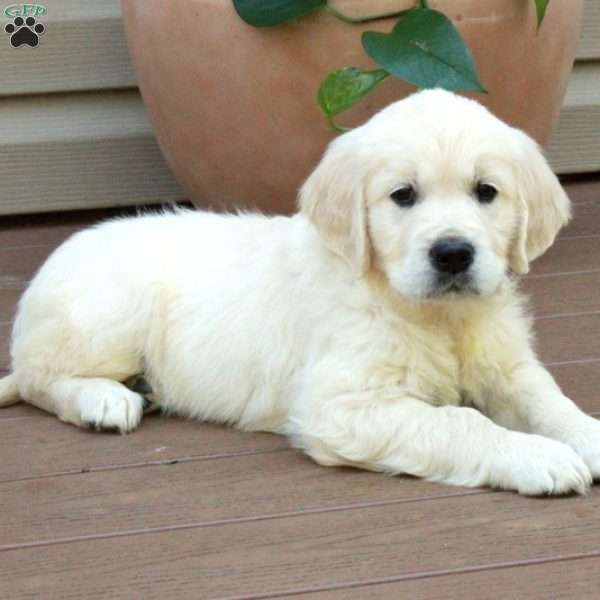 Spike, English Cream Golden Retriever Puppy