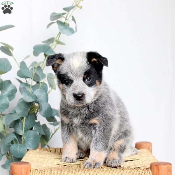 Spike, Blue Heeler – Australian Cattle Dog Puppy