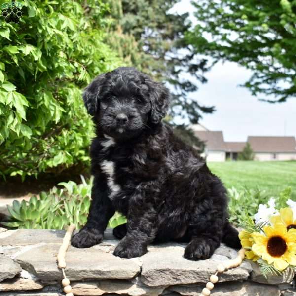 Spirit, Bernedoodle Puppy