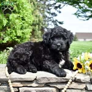 Spirit, Bernedoodle Puppy
