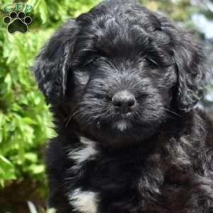 Spirit, Bernedoodle Puppy
