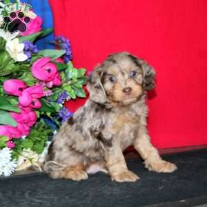 Splash, Cavapoo Puppy