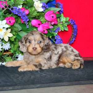 Splash, Cavapoo Puppy