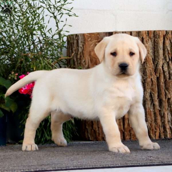 Sport, Yellow Labrador Retriever Puppy