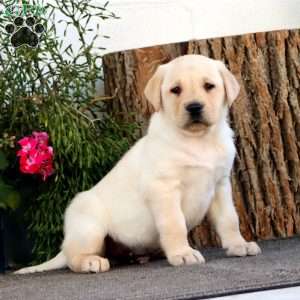 Sport, Yellow Labrador Retriever Puppy