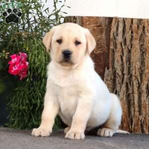Sport, Yellow Labrador Retriever Puppy