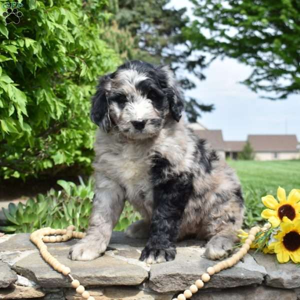 Sprinkles, Bernedoodle Puppy