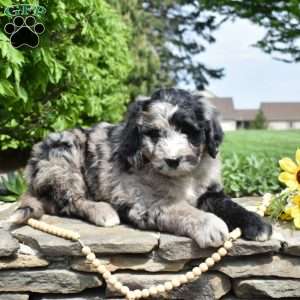 Sprinkles, Bernedoodle Puppy