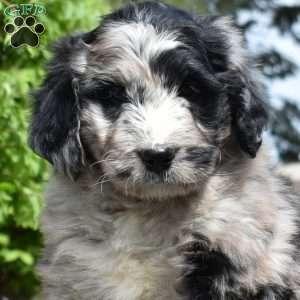 Sprinkles, Bernedoodle Puppy