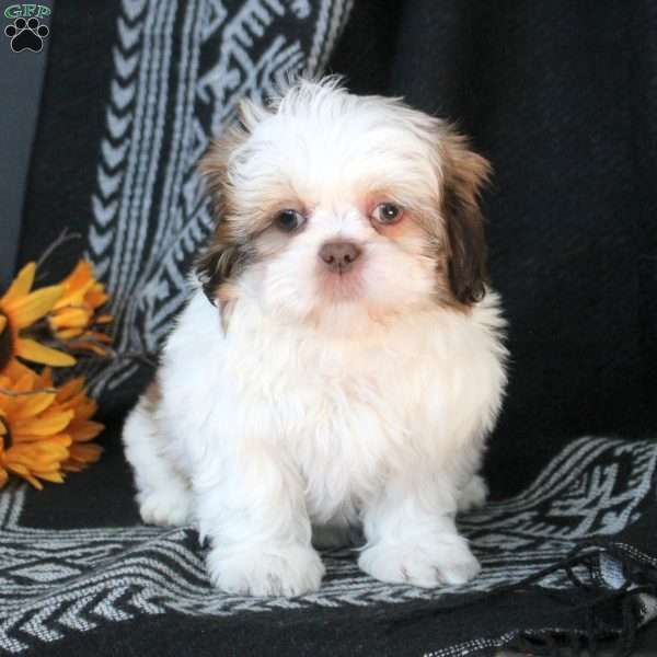 Spunky, Shih Tzu Puppy