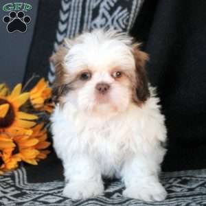 Spunky, Shih Tzu Puppy