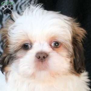 Spunky, Shih Tzu Puppy