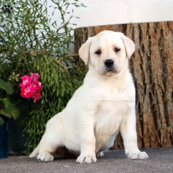 Stacy, Yellow Labrador Retriever Puppy