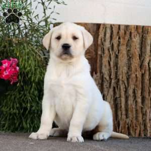 Stacy, Yellow Labrador Retriever Puppy