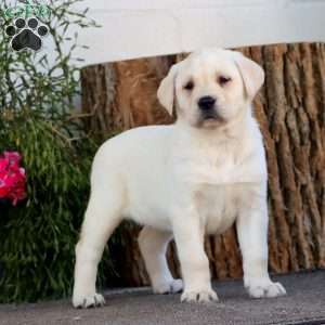 Stacy, Yellow Labrador Retriever Puppy