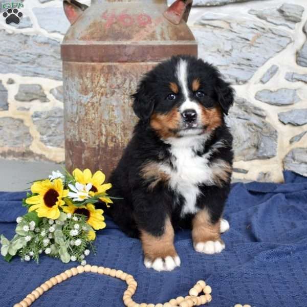 Stanley, Bernese Mountain Dog Puppy