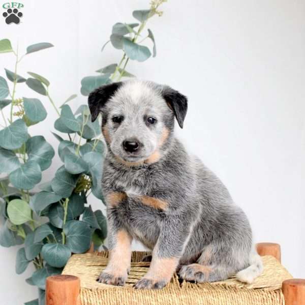 Stanley, Blue Heeler – Australian Cattle Dog Puppy